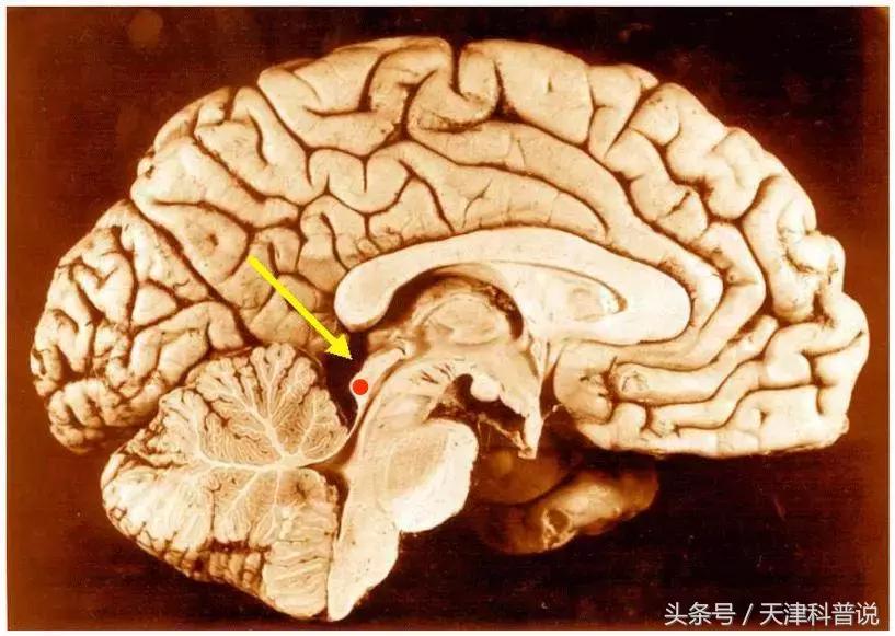 編碼信息屬于什么類信息_什么是信息編碼_信息編碼中編碼是指